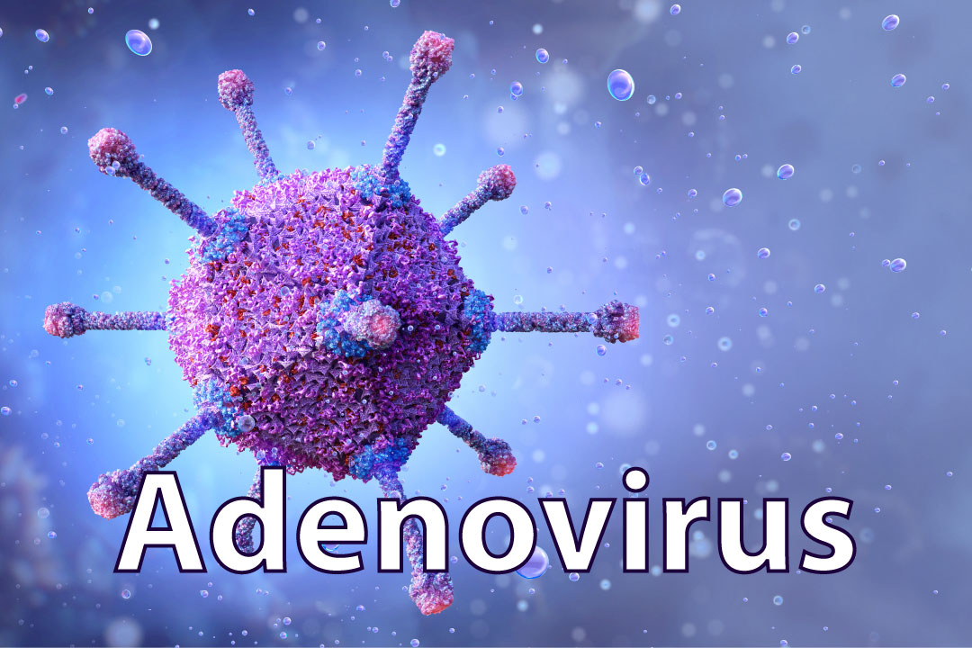 From cold to #vaccine, the many lives of #Adenovirus.. virologyresearchservices.com/2022/03/09/the…
#viruses #antivirals #research