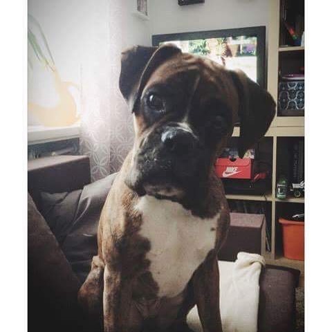 Boxerlover02's tweet photo. Sweet baby

#boxerlover
#Ukraine️
#boxerdogs 
#boxerlife
#boxer
#boxerpuppy
#boxerdoglove
#boxerdogsoftwitter
#boxerlove
#boxers
#boxerdoglover
#dogboxer https://t.co/4dMP6wulDy