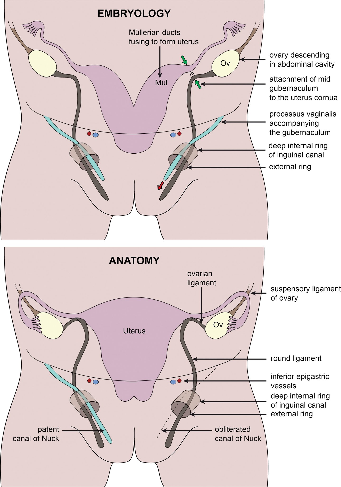 Inguinal canal | Anatomy | 3D anatomy | Dr. Mayur Sayta - YouTube