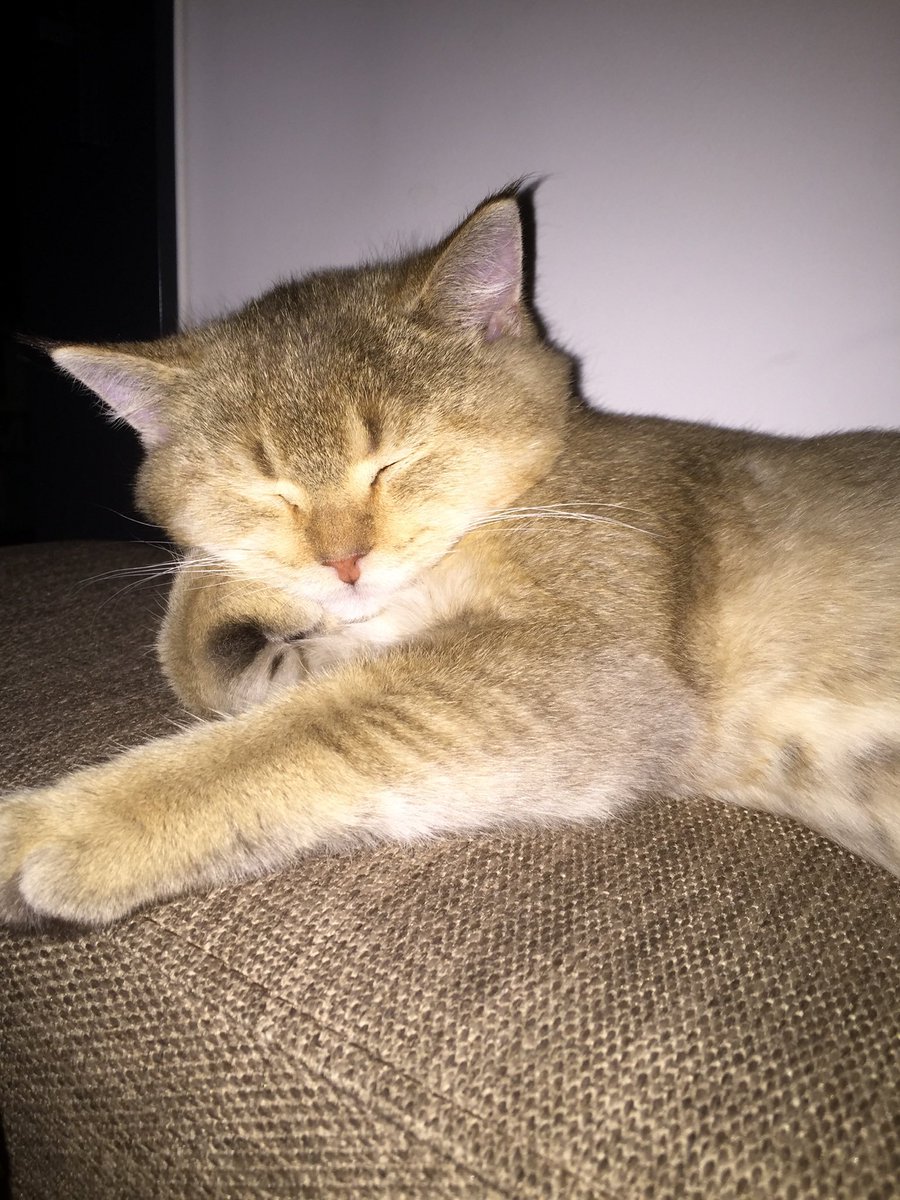 JknJota's tweet photo. @marinmastro Todo lo que hagan con sus patitas está bien 🥰 https://t.co/VPyeVLgGLG