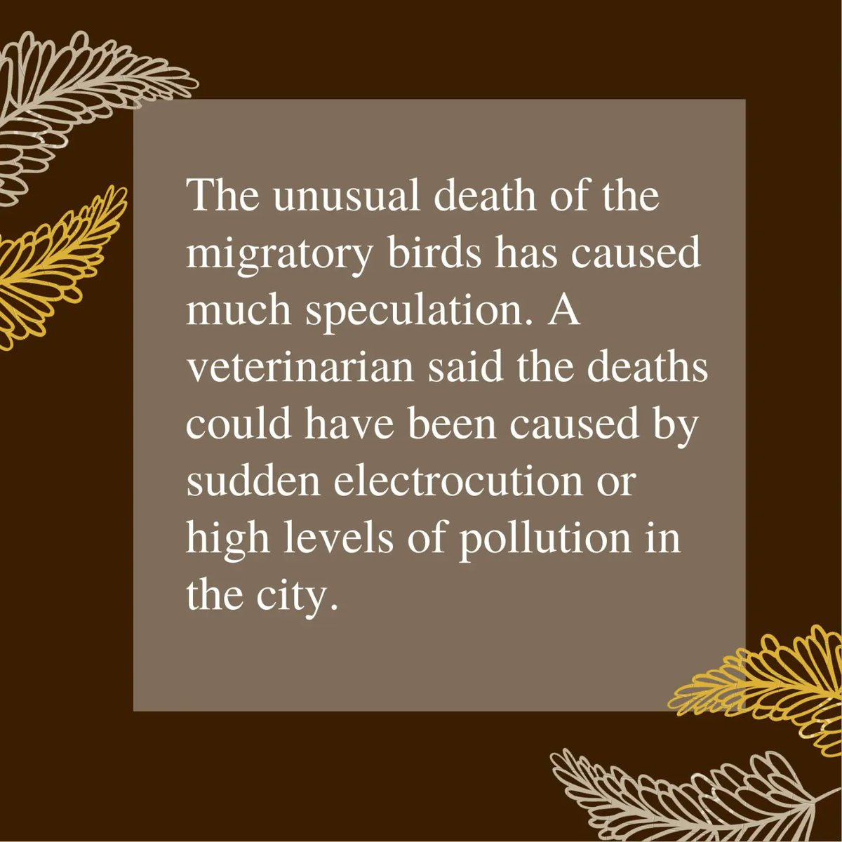 FFFOdisha's tweet photo. A shocking video of a flock birds mysteriously dropping dead emerged on the Internet few weeks back and theories have been swirling on what could have caused the incident. 
#mexico #birds #ClimateEmergency #climate #Climatecrisis #environment https://t.co/5HBGkFPJQx