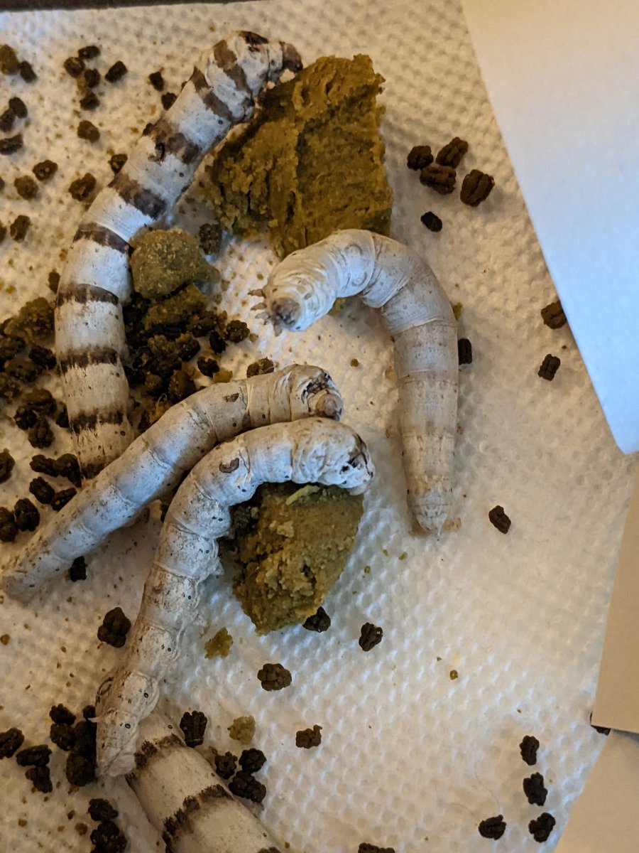 Escher Cattle tweet media