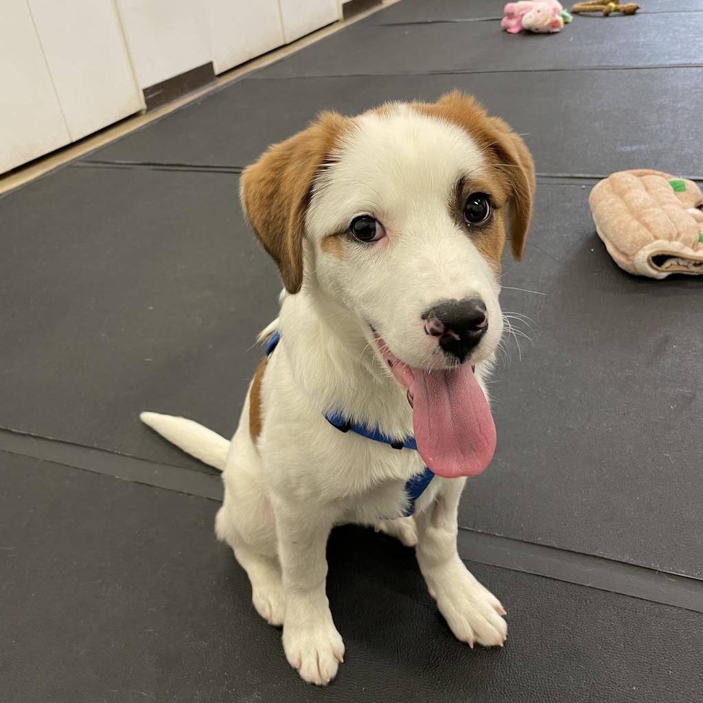 Bideawee's tweet photo. Felix, Franny &amp; a Fancy are four-month-old fur babies who can’t wait to be the newest members of your family! Bring on the cuddles &amp; cuteness by heading to our Manhattan location today! ❤️ https://t.co/qcXAtl5LFW