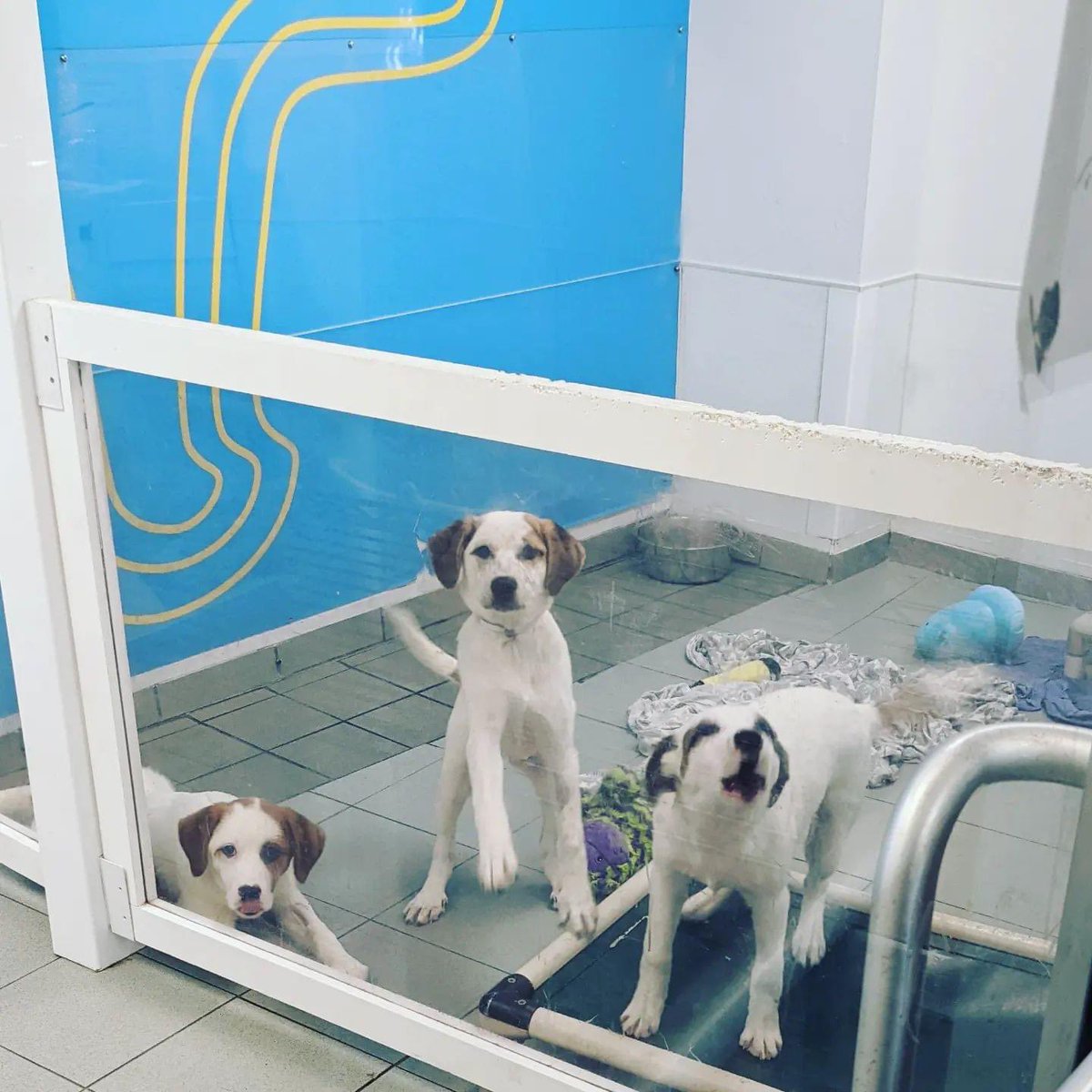 Bideawee's tweet photo. Felix, Franny &amp; a Fancy are four-month-old fur babies who can’t wait to be the newest members of your family! Bring on the cuddles &amp; cuteness by heading to our Manhattan location today! ❤️ https://t.co/qcXAtl5LFW