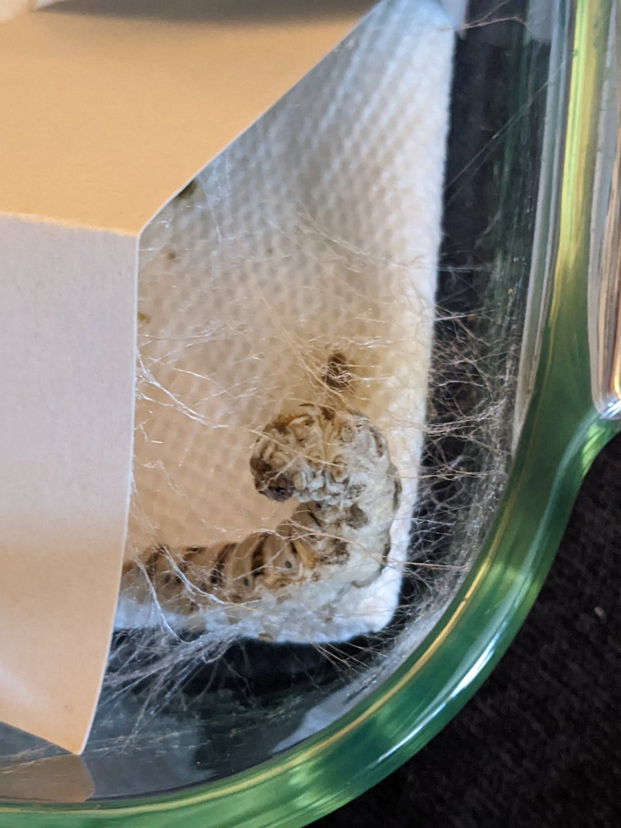 Escher Cattle tweet media