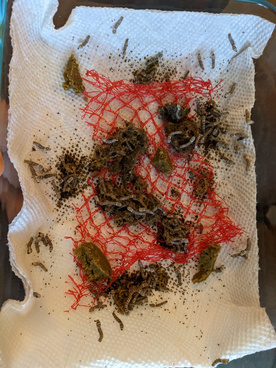 Escher Cattle tweet media