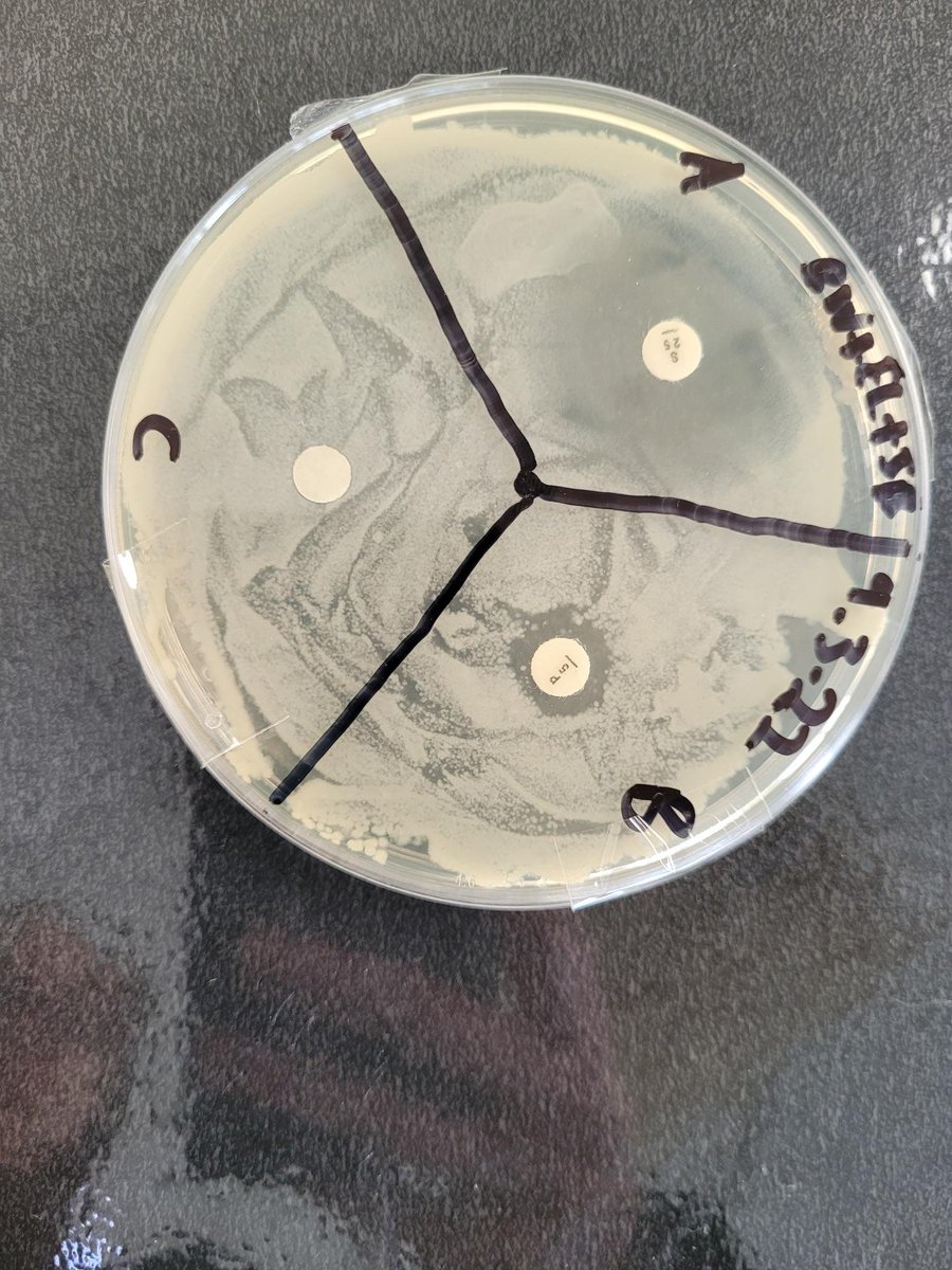 HA_BiologyDept's tweet photo. Great work by our pupils this week with Yr 7s studying the effect of drugs & alcohol on the developing foetus, Yr 10s looking at the lytic and lysogenic cycles & our A-level biologists completing a practical on the effectiveness of different antibiotics. #LovingScience #Biology https://t.co/S8Gg13rCkP