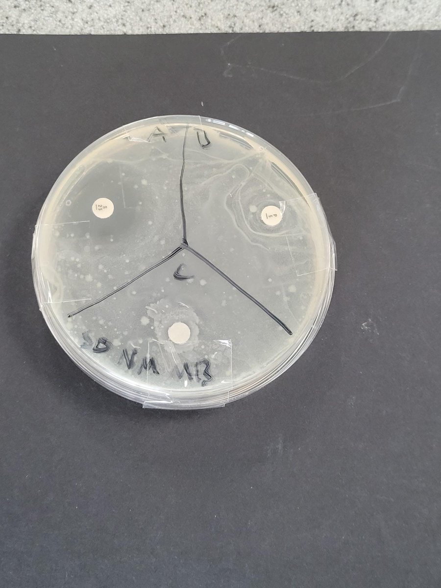 HA_BiologyDept's tweet photo. Great work by our pupils this week with Yr 7s studying the effect of drugs & alcohol on the developing foetus, Yr 10s looking at the lytic and lysogenic cycles & our A-level biologists completing a practical on the effectiveness of different antibiotics. #LovingScience #Biology https://t.co/S8Gg13rCkP