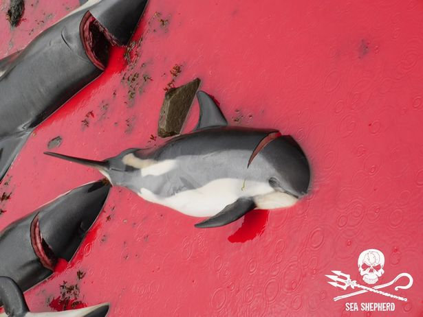 hilltopgina's tweet photo. BARBARISM 🆘🤬

JUST 10 DAYS LEFT TO MAKE YOUR VOICE HEARD 🆘‼️🐳🐬🐳🐬

DON'T SCROLL. 

SIGN &amp; SHARE. REMEMBER TO CONFIRM WITH THE EMAIL. 🙏 

#StopTheGrind #wildlife 

@PeterEgan6 @domdyer70 @Protect_Wldlife @DeborahMeaden @willtravers @seashepherd_uk 

https://t.co/gOddVst73l https://t.co/sEJ3gxuf71