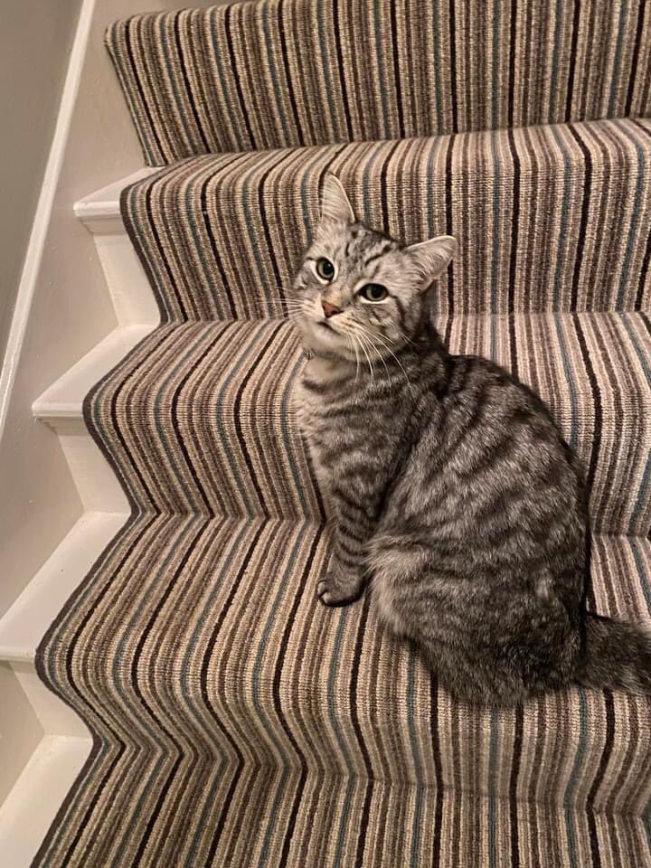 Sheriff_Nottm's tweet image. MISSING CAT WOLLATON 🐈 

Albie the cat has been missing from the Wollaton Park area since yesterday morning. He is chipped.

Please could you check your garages, sheds, outbuildings. Anyone with any information of his whereabouts, please DM me.