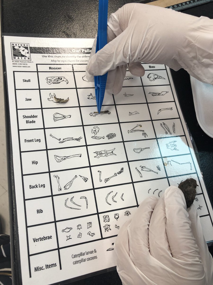 Kelsey Payne tweet media