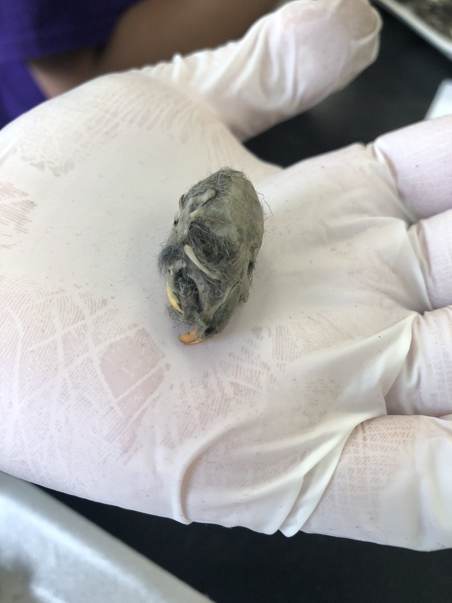 Kelsey Payne tweet media