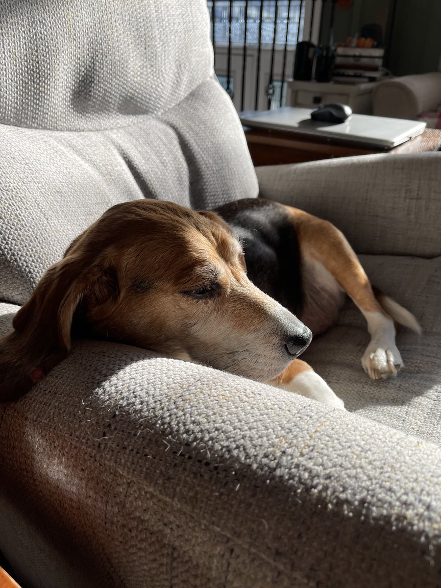 It’s a good sun day! 🐾☀️ #beagling