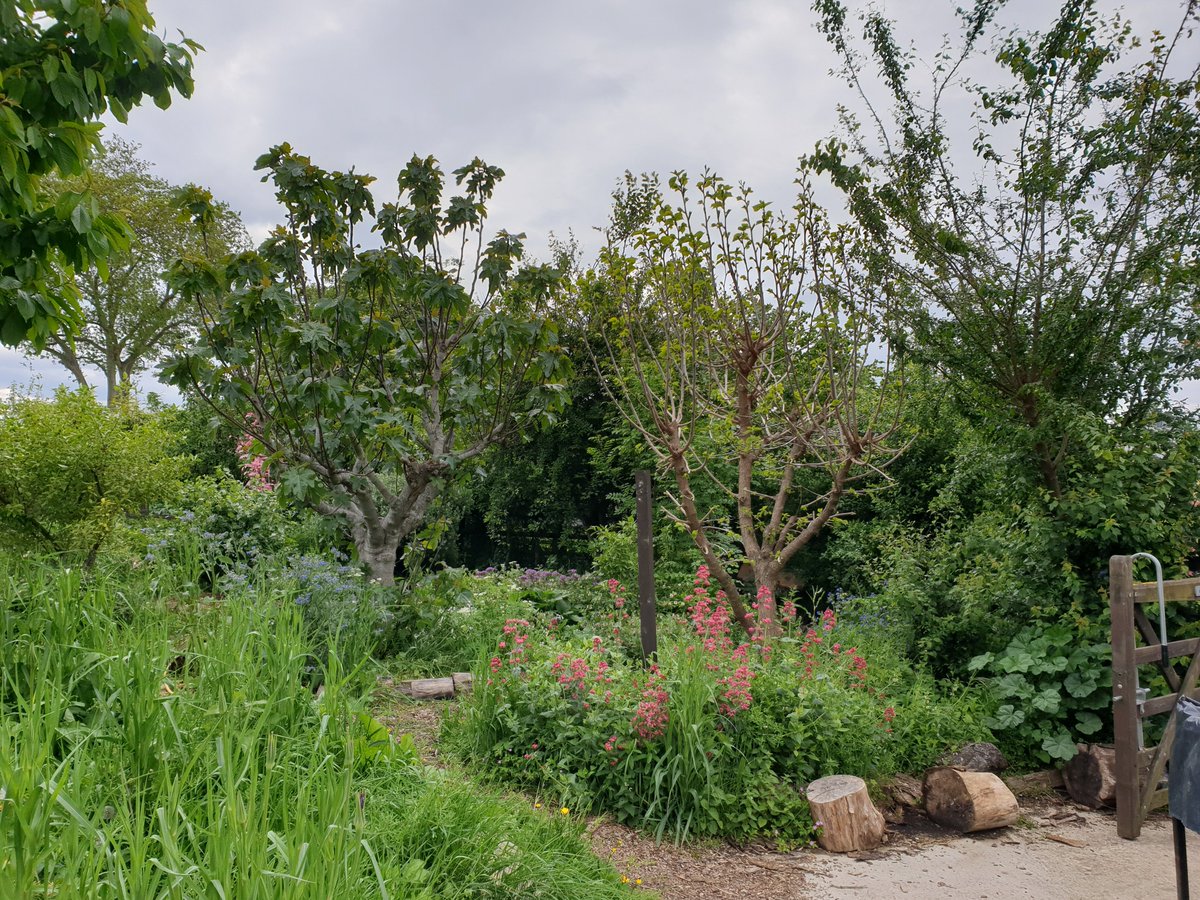 OctopusCN's tweet photo. We need to take action because of the #ClimateEmergency, for the domestic gardener a #ForestGarden is a great way to make change happen.
Find out how with Karina Ponton #Agroforestry in Garden Spaces 15.03.22 11am zoom
https://t.co/5typap0wh8
#ActionForLocalFood #AgroEcology https://t.co/PrQsAPvkpe