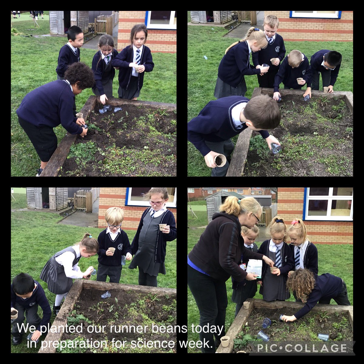 MrHaughey3's tweet photo. We planted our runner beans today in preparation for Science Week! We are going to observe the growth over time. 🌱 @Year2Monksdown @MonksdownSTEM https://t.co/SoB00IQTZa