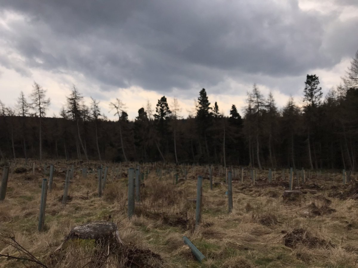 MaryWestview's tweet photo. Fridays are my downtime and so I had a #WalkForIan @PathsforAll . Ian and I talked of forests - their quiet, their soft, warm floors and home to hundreds of wee creatures. Iβm sure he would have appreciated coffee and a biscuit too. https://t.co/MKPc9k35nY