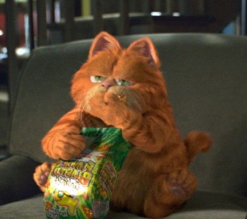 AlbianFW's tweet photo. Imma start calling shawty “Garfield”, they way everybody’s seen that                 P😸ssy https://t.co/6rR24KZpFx