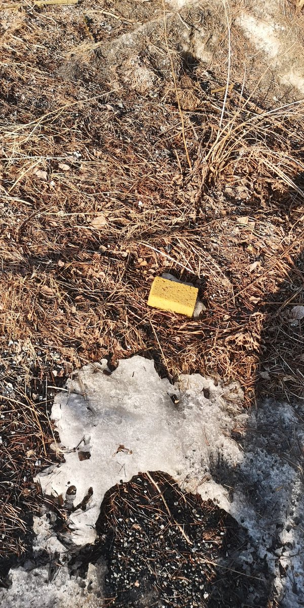 Slamegil's tweet photo. I found him. I'm not sure he is breathing. Was to afraid to poke him just in case he is actually sleeping. #RIPSpongeBob @Lewdvik https://t.co/sY7MuapRy8