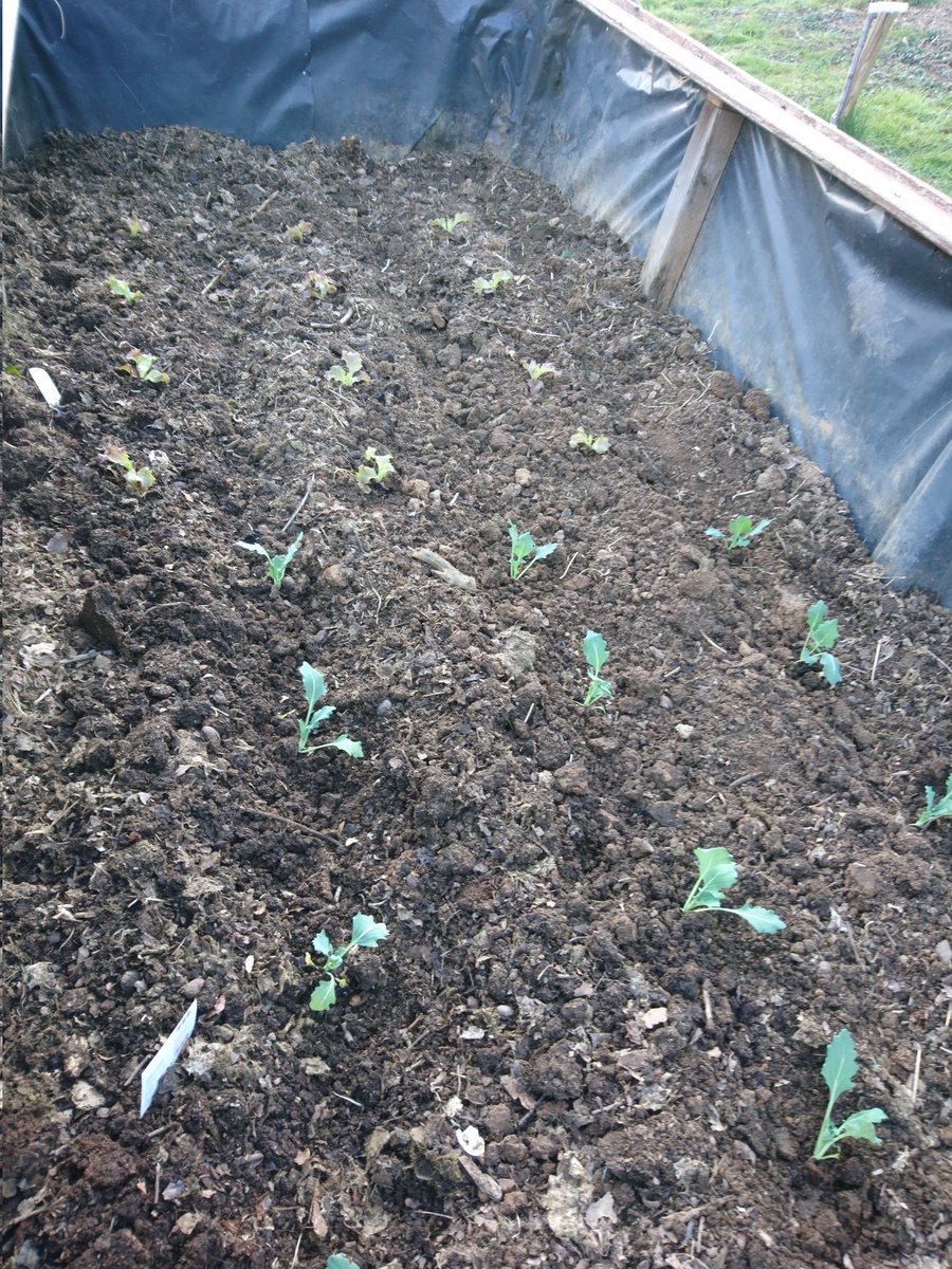 Start im Hochbeet 😁 #kohlrabi #roppsalat