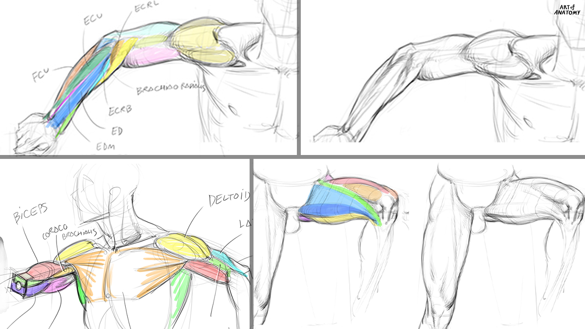 MasterClass : Anatomy for Artist ครั้งที่ 53
รอบวันเสาร์ : 21 พค. - 25 มิย. 
- สมัครทาง DM 
ขอบคุณทุกคนที่ช่วย Re รอบที่แล้วมากๆ
😀คนที่เคยเรียนแล้วทักมา joint คลาสกันใหม่ได้นะครับ