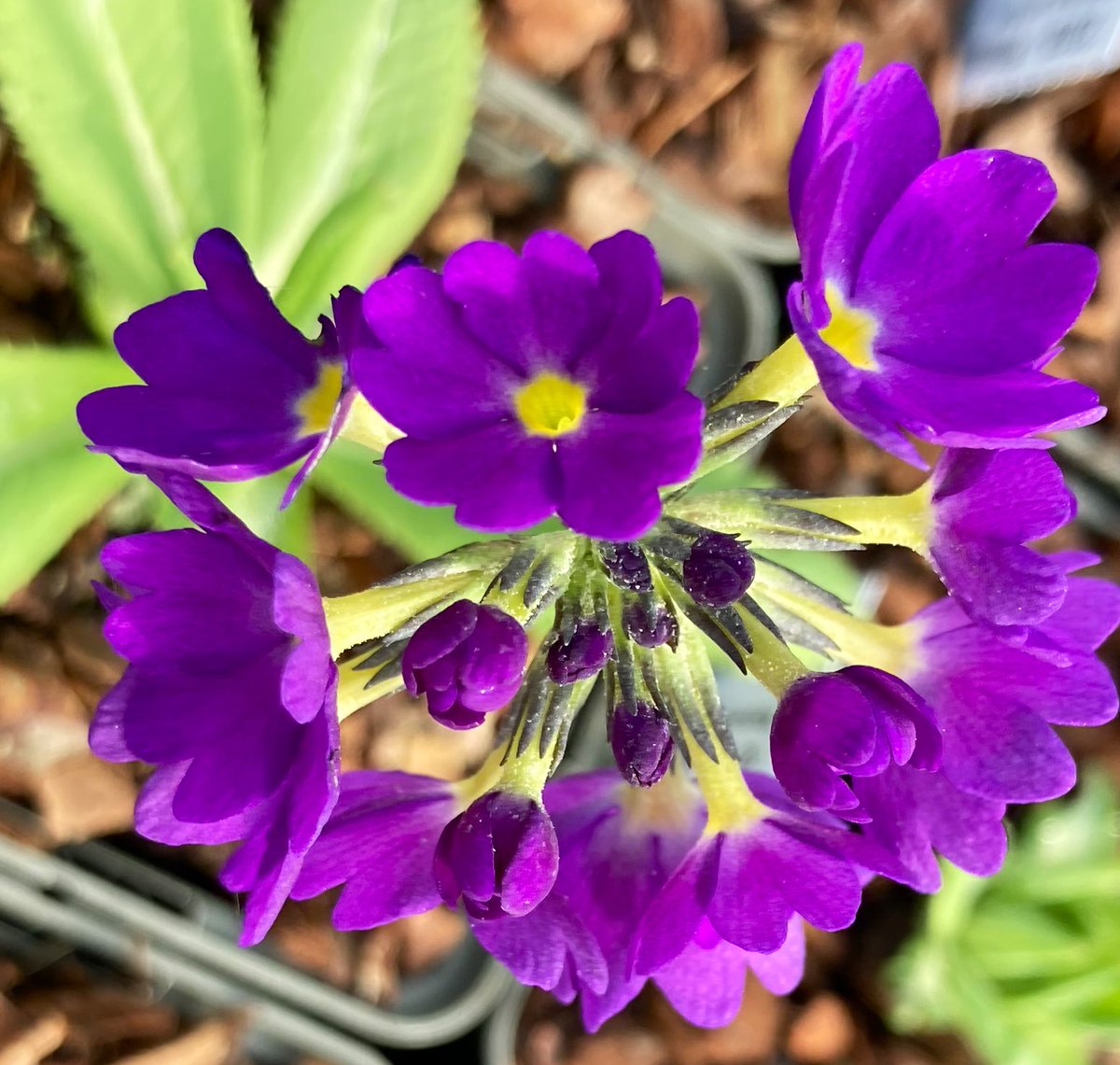 WorldNannys's tweet photo. 💜💛Colour therapy of the day💜💛
#nannysgardenworld
#colourtherapy #flowertherapy #flowers #farden #gardeningtwitter https://t.co/kn3Ex8DVaW