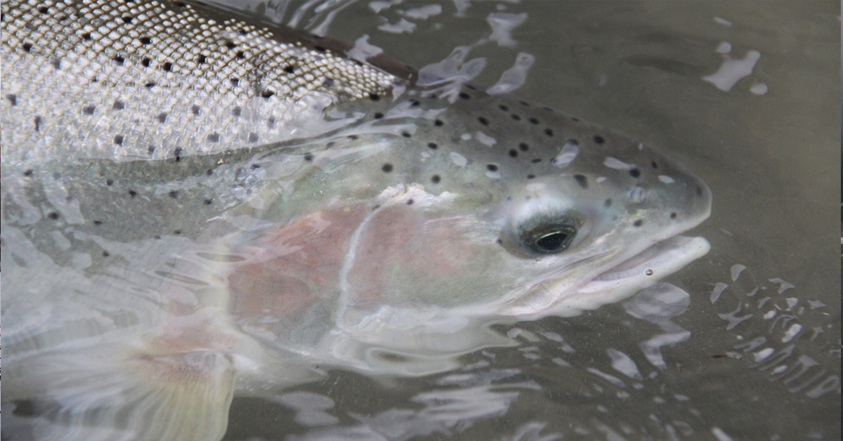 WatershedWatch_'s tweet photo. Interior Fraser steelhead need protection under the Species at Risk Act, before it is too late! Read more and add your voice today. #SpeciesAtRisk #Steelhead #TakeAction https://t.co/YmvzSPm8AC https://t.co/2cSl7RPcE3
