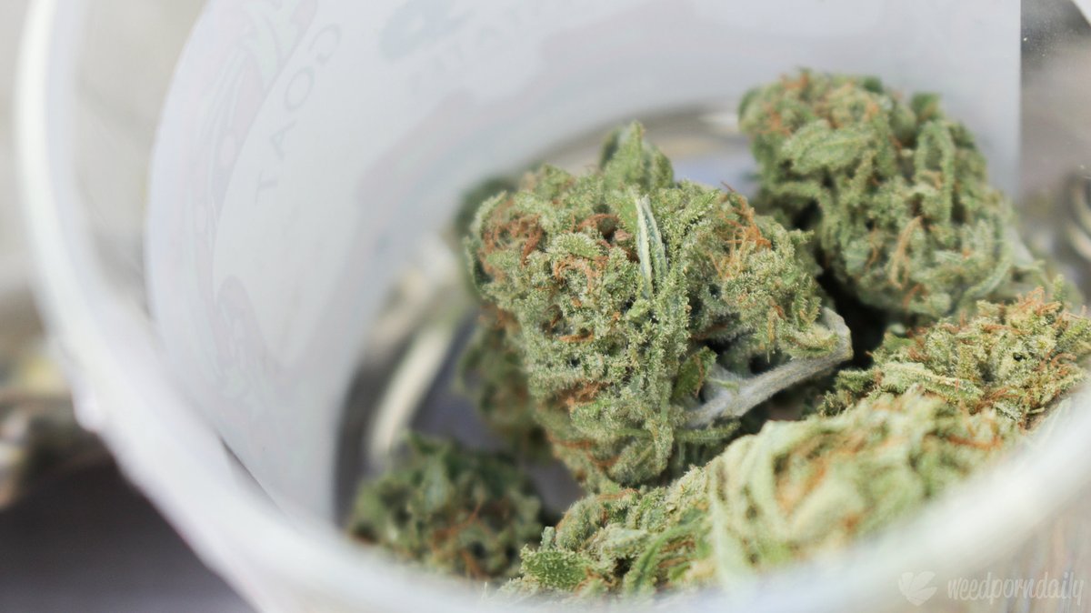 tomangell's tweet photo. The New Orleans, Louisiana City Council passed a resolution calling for an end to drug testing for marijuana as a condition of employment for city workers.

https://t.co/aTK0TIKWNz https://t.co/sYBPiIAoog