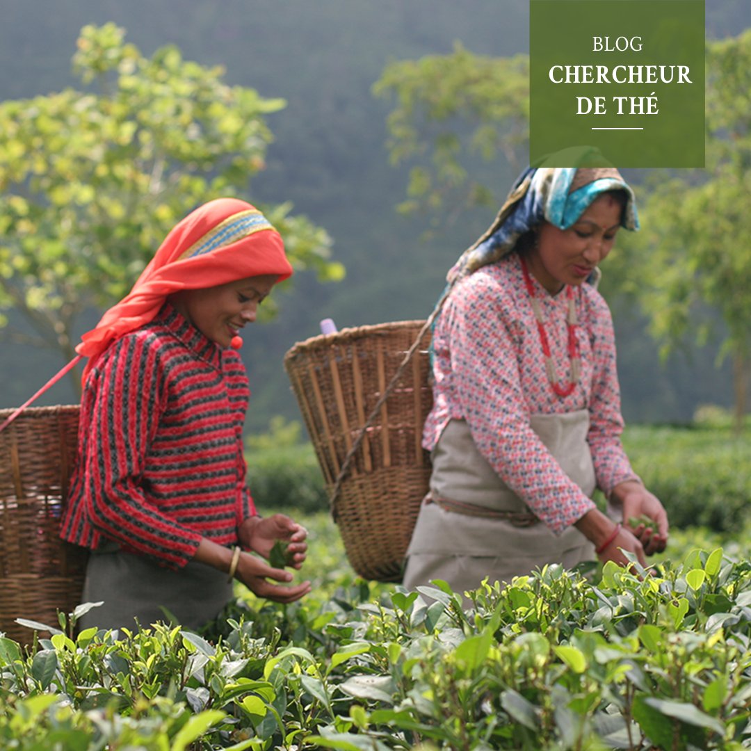 À tous les amateurs de Darjeeling, le printemps arrive et cela annonce de belles dégustations à venir. Découvrez plus de détail sur le blog chercheurdethe.com
👉 bit.ly/3vYJIOt

#chercheurdethe #palaisdesthes #fxdelmas #voyages #darjeelingtea #thé #tea #darjeeling