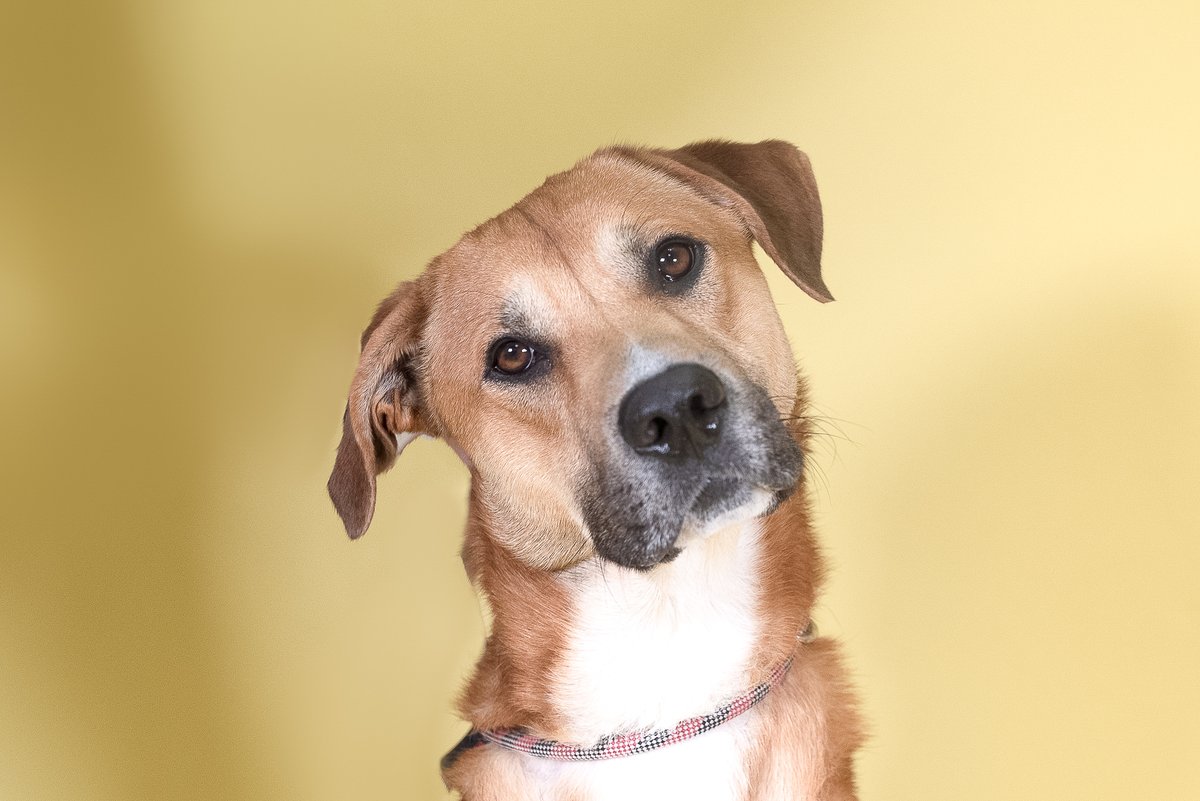HoustonSPCA's tweet photo. Are you in the market for constant snuggles and cuddles? Look no further, we have the best boy for you! Meet Yukon, the sweetest boy on the market. #AdoptDontShop https://t.co/X0x5stzAwG