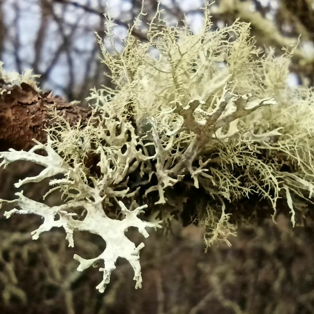nielsencs's tweet photo. Guess who's in Scotland!
#scotland #scottishhighlands #strathpuffer #strathpeffer #lichen #nofilter #nofilterneeded https://t.co/YFzsFEi96A https://t.co/dn5DgvXMI3
