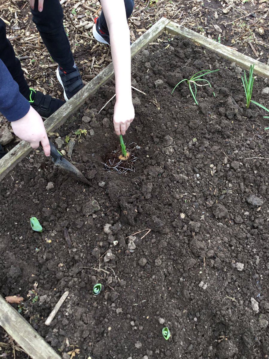 LeysFarm's tweet photo. Class 4W getting to work on one of the garden beds. Potting a variety of seedlings ready for summer harvest. #LFJSScience #LFJSBiology #LFJSSchoolgarden #LFJSOutdoorlearning https://t.co/pkr2rSOeis