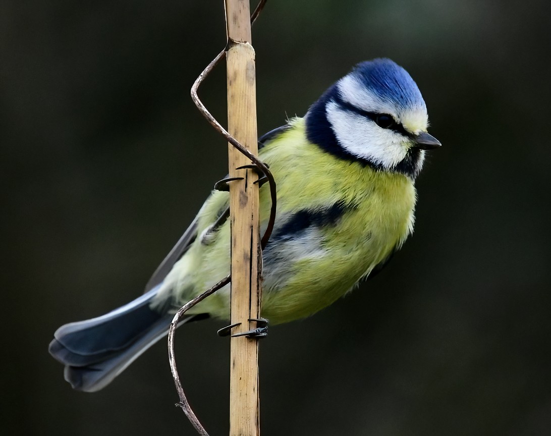 Peter Clayton tweet media