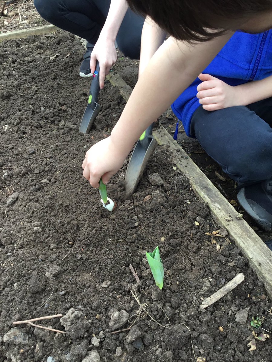 LeysFarm's tweet photo. Class 4W getting to work on one of the garden beds. Potting a variety of seedlings ready for summer harvest. #LFJSScience #LFJSBiology #LFJSSchoolgarden #LFJSOutdoorlearning https://t.co/pkr2rSOeis