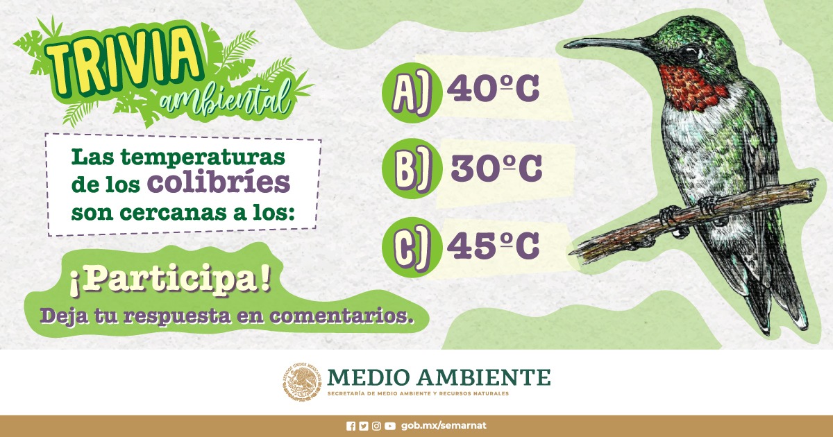 SEMARNAT_mx's tweet photo. #TriviaSemarnat
📌 Las temperaturas de los #colibríes son cercanas a los ❓°C. 🐦🍃
¡Participa! 👇🏽
Deja tu respuesta en comentarios.
¡Espera la respuesta esta noche! 🌜 https://t.co/TGHqIgQqWB