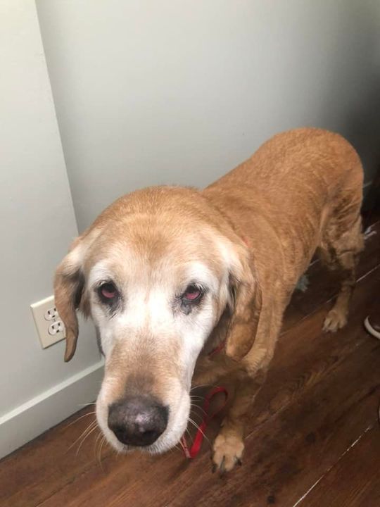 PetRecoveryYYC's tweet photo. FOUND brown/cream colored dog in #southcalgary #altadore. Now at Marda Loop Animal Hospital 4016 - 16 Street S.W.  403-243-8873. If claiming, must provide photo id &amp; proof of ownership. Pls rt, share, help to find family! https://t.co/loNm4tvcHx https://t.co/brOUjEwy2m