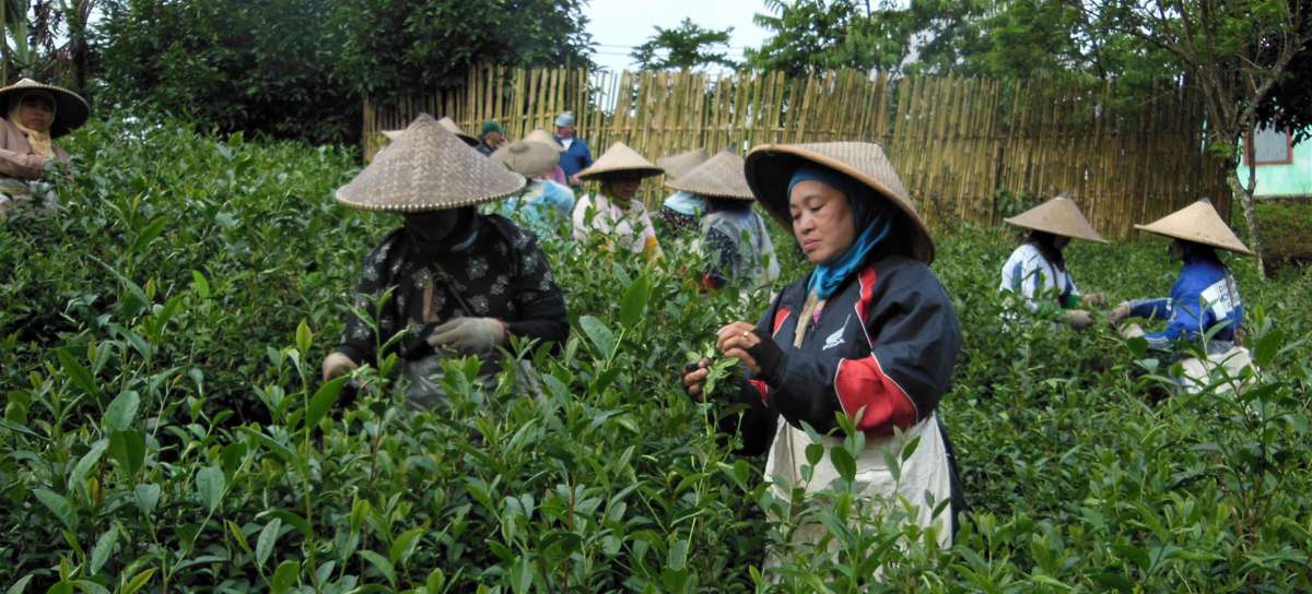 LakeMissoulaTea's tweet photo. The farm we source our Indonesian tea from hires local women from nearby communities to #picktea. This gives them #jobopportunities where there normally would be none. These women can easily walk to work and help support their families with these jobs. #internationalwomensmonth https://t.co/TTYrnPVcJi