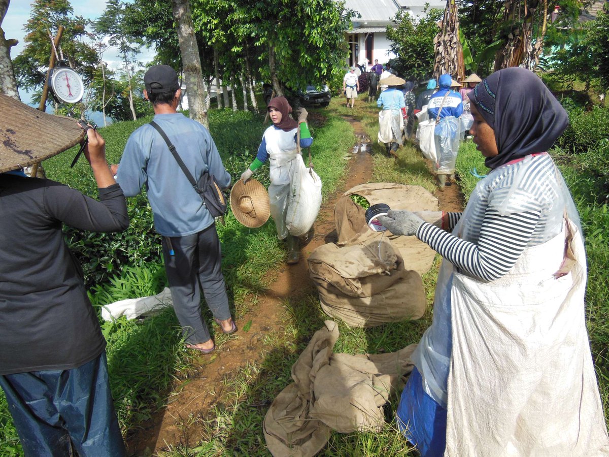 LakeMissoulaTea's tweet photo. The farm we source our Indonesian tea from hires local women from nearby communities to #picktea. This gives them #jobopportunities where there normally would be none. These women can easily walk to work and help support their families with these jobs. #internationalwomensmonth https://t.co/TTYrnPVcJi