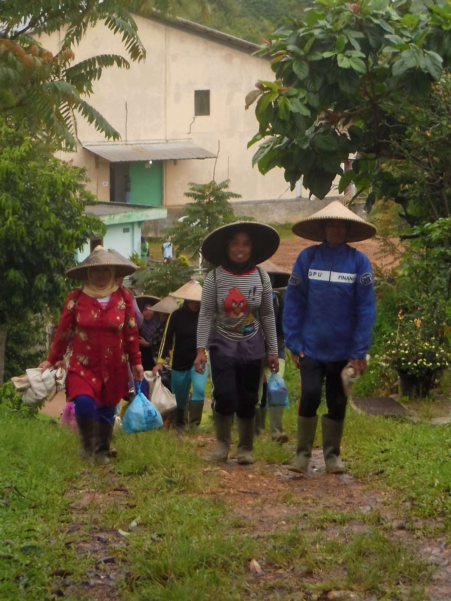 LakeMissoulaTea's tweet photo. The farm we source our Indonesian tea from hires local women from nearby communities to #picktea. This gives them #jobopportunities where there normally would be none. These women can easily walk to work and help support their families with these jobs. #internationalwomensmonth https://t.co/TTYrnPVcJi