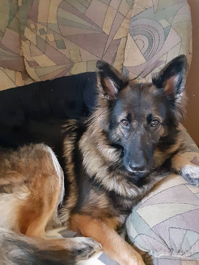 LostDogsIL's tweet photo. Home at last! Storm - German Shepherd from #Cullom #IL is home safe &amp; sound. Missing 3/10/22. Reunited 3/11/22. Welcome home Storm! https://t.co/NXnzFB7eAV