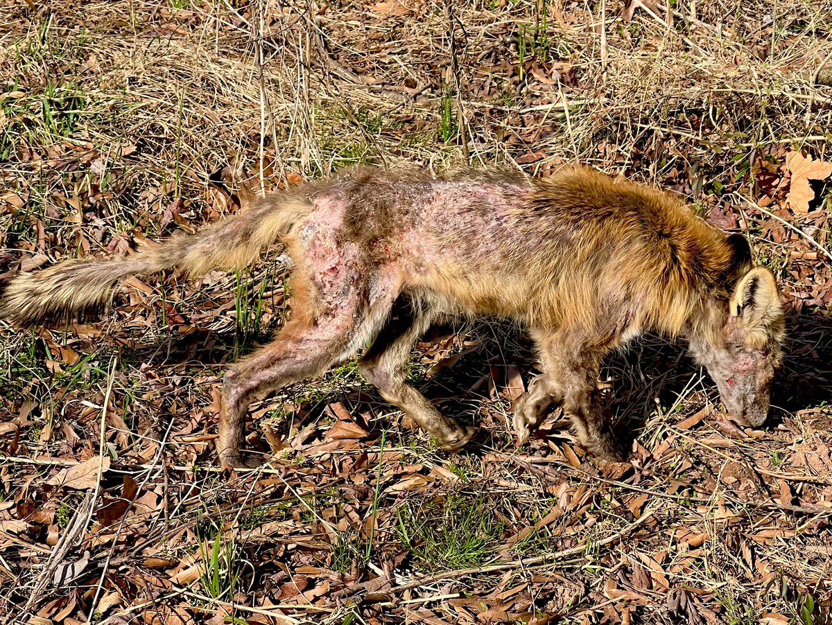 LauraSavino747's tweet photo. This poor fox is following me. He is suffering. What should I do? #OutWalking #BadWinter #Fox https://t.co/qognQGb4i7