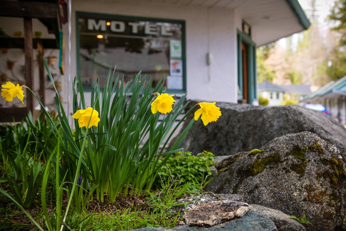 Outside_Inn's tweet image. Spring blooms in #NevadaCity, what's on your weekend bucket list?