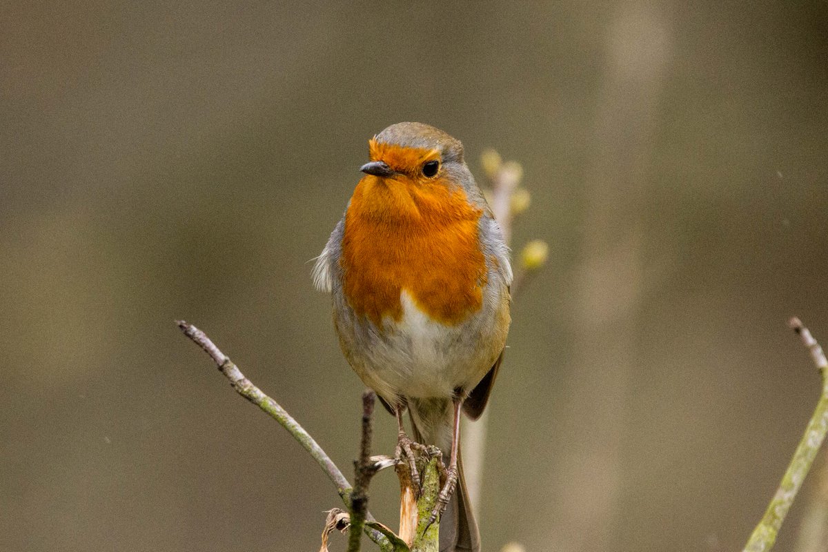Thesarahbaloo's tweet photo. While it is getting on for tea time (Gin time!) it's never too late for a daily dose of robin #robin #DDOR #dailydoseofrobin #TwitterNatureCommunity https://t.co/J1DWltriBT