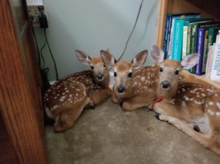 LMPositif's tweet photo. 🦌 Habituée à voir de jeunes daims dans son jardin, cette femme a décidé de laisser une porte ouverte quand elle a su qu'une tempête se préparait. Quelques heures plus tard, elle les a retrouvés dans un coin de sa maison ! ❤️ https://t.co/lqxGAR0a2O