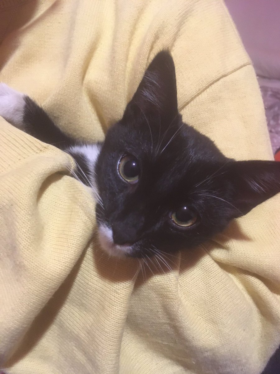 Sigue sin encontrar familia
¿Nadie quiere cuidarle y darle mimos??