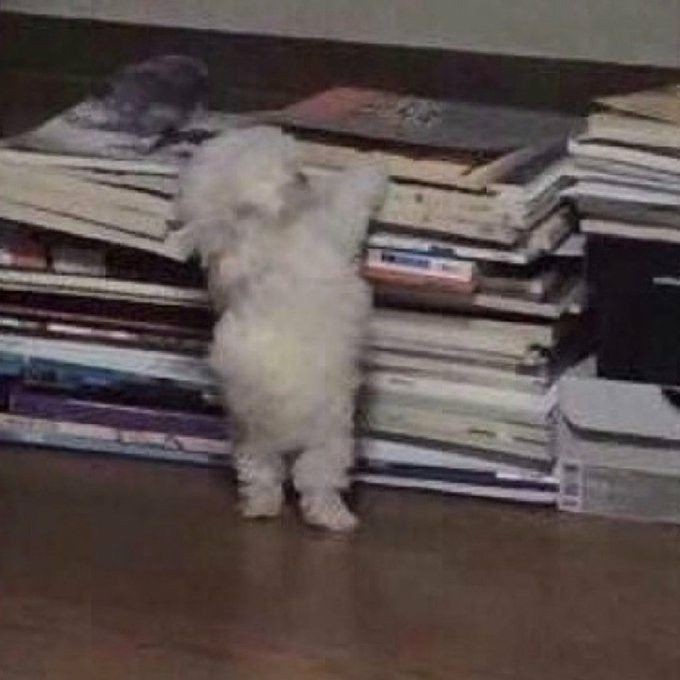 sno0pyj's tweet photo. If I don't do my homework, I have no score 😿#zeroconditional https://t.co/1uA48tofQE