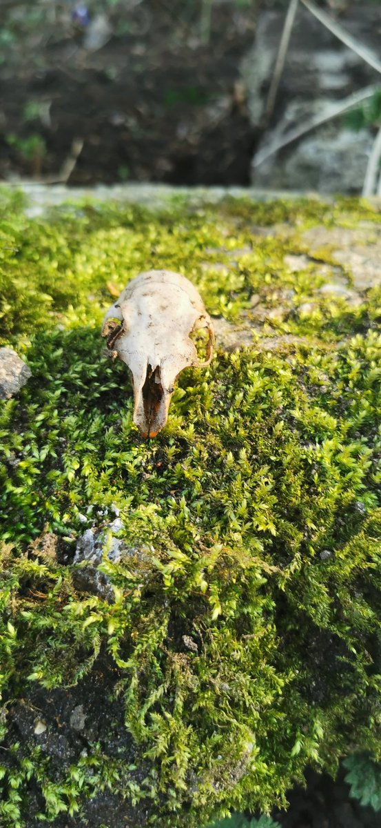 Found a squirrel skull when clearing the area where we put the squirrel that drowned in our water butt <a href="/TSASAllotment/">Thorpe St Andrew School Allotment</a> @ThePapillonPro