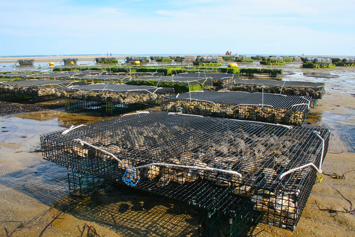 GlobalFood_Camb's tweet photo. Join us on 18 March at 2 pm GMT for our discussion with Broderick House (Zoology):
🦪
'Urban #bivalves: exploring new seafood #aquaculture opportunities for #food security.' : https://t.co/5cDhwgNJzr https://t.co/BWgguUsJk0
