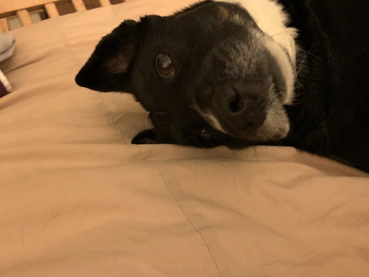 brussselsprout's tweet photo. i love my dog so much. she’s so cute 🥰🥰🥰 https://t.co/RHyrgYqCEF