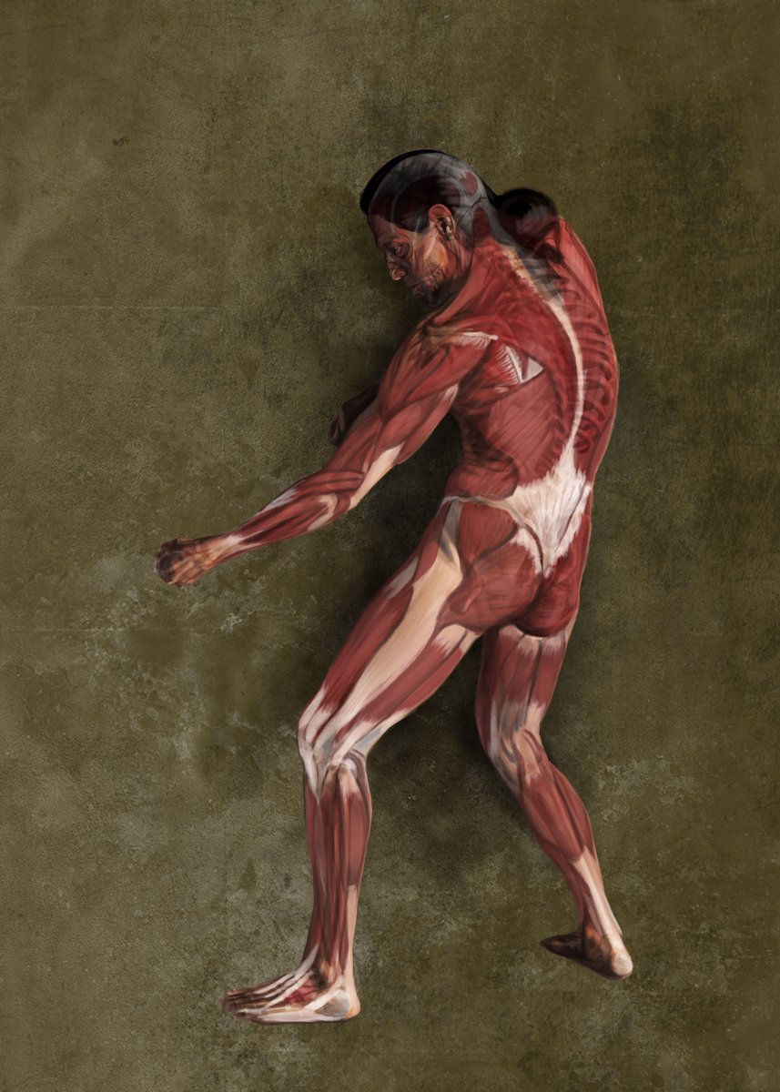 lugernav's tweet photo. Anatomy study #digitalart #wacom #artedigital https://t.co/A3gy90qzrV