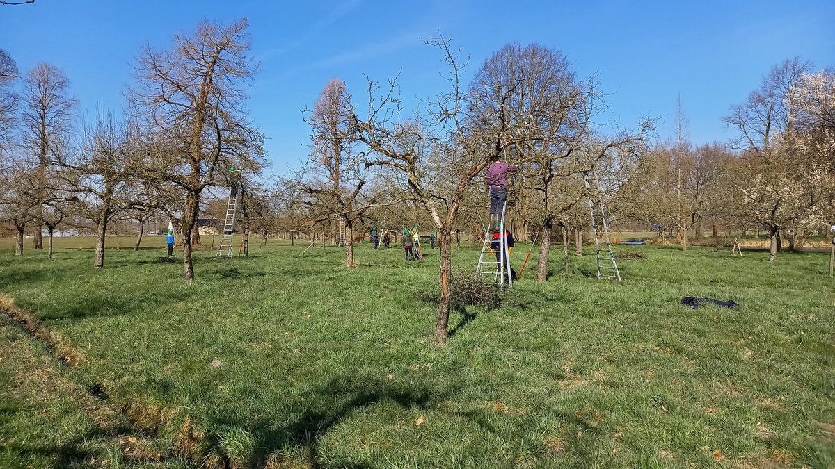 Vandaag gesnoeid voor #NLDoet op kasteel #sterkenburg in <a href="/driebergen/">driebergen</a>. Top locatie, enthousiaste  #vrijwilligers, en #mooieklus #hoogstamfruit #boomgaard